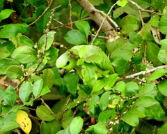 Graydidascalus brachyurus