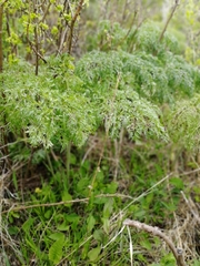 Ferula songarica