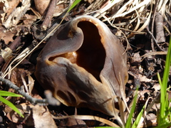 Helvella acetabulum