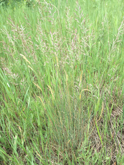 Festuca saximontana