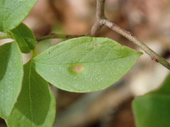 Exobasidium vaccinii