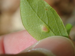 Exobasidium vaccinii