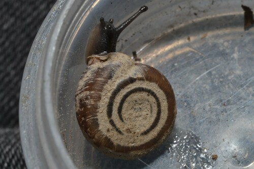 Cheese Snail, photo 8 of 8