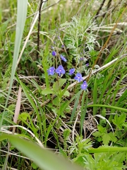 Veronica krylovii