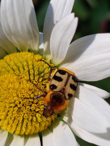 French Flower Chafer, 3334 BT Zwijndrecht, Nederland, photo 9 of 10
