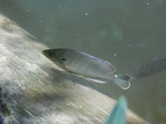 Lepomis punctatus