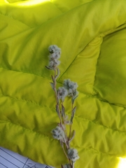 Micropus californicus