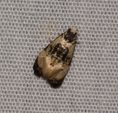 Phalonidia memoranda