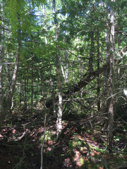 Troglodytes hiemalis