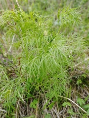 Peucedanum morisonii