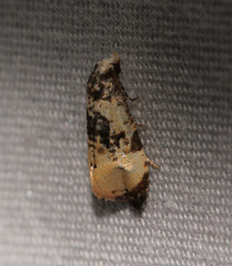 Phalonidia memoranda