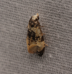 Phalonidia memoranda