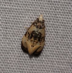 Phalonidia memoranda