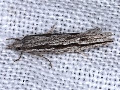 Hermenias rivulifera