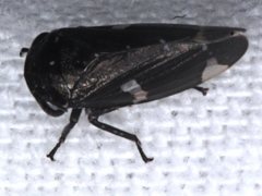 Eurymeloides minutum