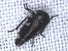 Eurymeloides minutum