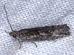 Holocola triangulana