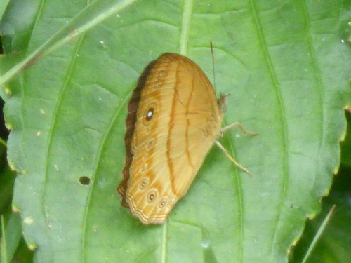 Tawny Bushbrown