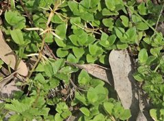 Leptostigma breviflorum