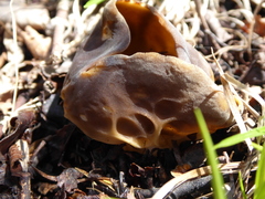 Helvella acetabulum