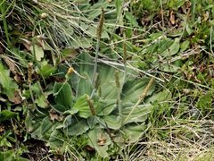 Plantago euryphylla