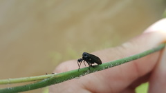 Phylloscelis atra