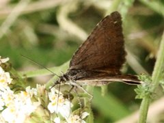 Chrysolarentia cataphaea