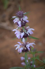 Monarda clinopodioides