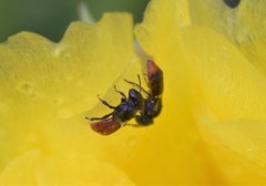 Macrotera