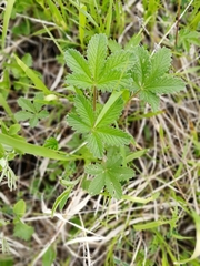Potentilla chrysantha