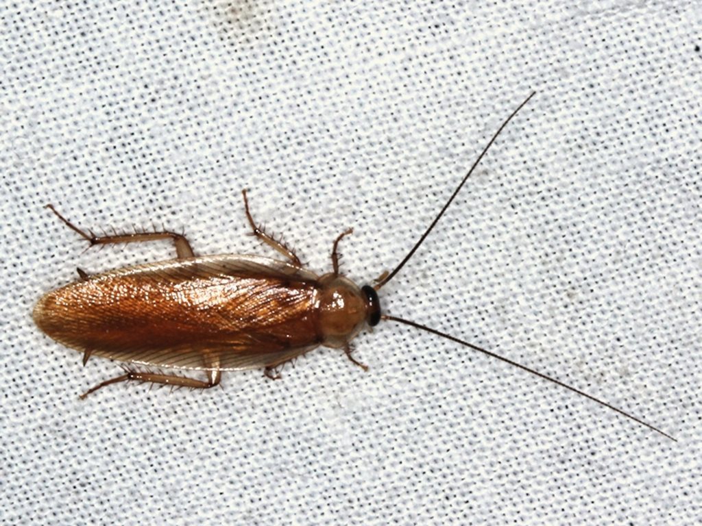 Choristima