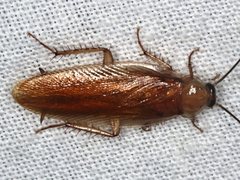 Choristima galerucoides