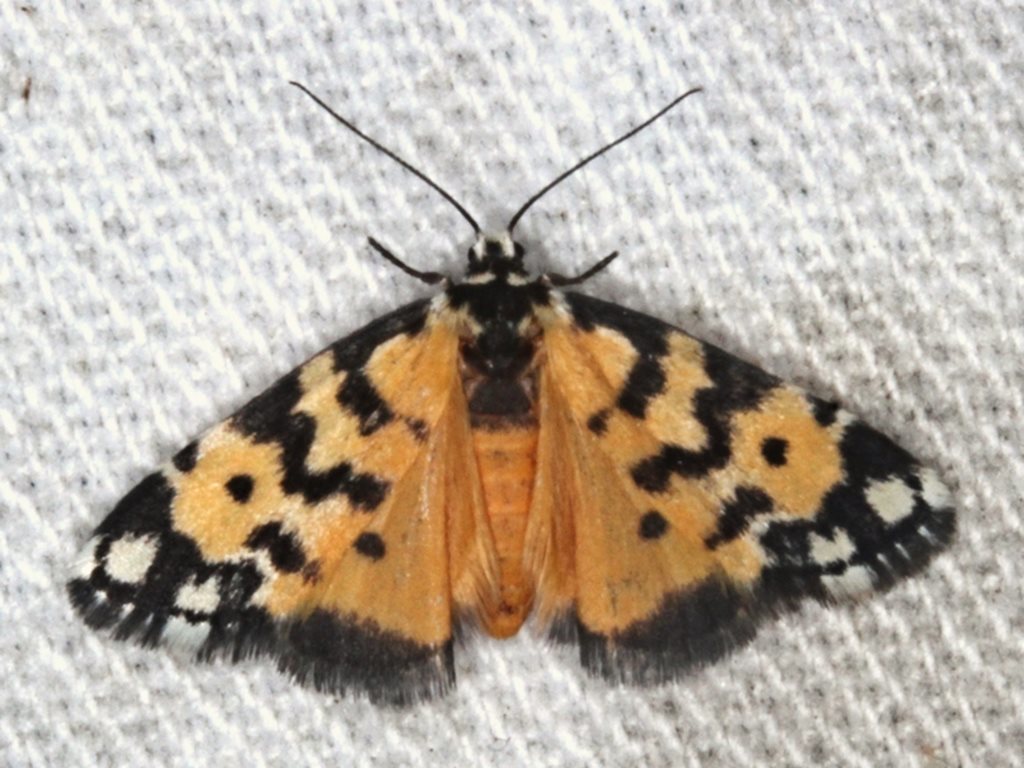 Thallarcha chrysochoa