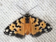 Thallarcha chrysochoa