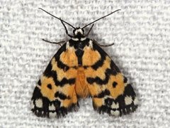 Thallarcha chrysochoa