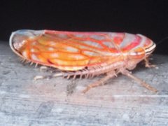 Diemoides smithtoniensis