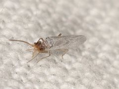 Neosemidalis globiceps