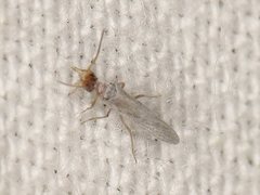 Neosemidalis globiceps