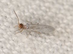 Neosemidalis globiceps