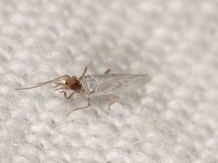 Neosemidalis globiceps