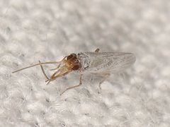 Neosemidalis globiceps