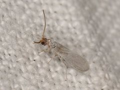 Neosemidalis globiceps