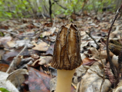 Morchellaceae