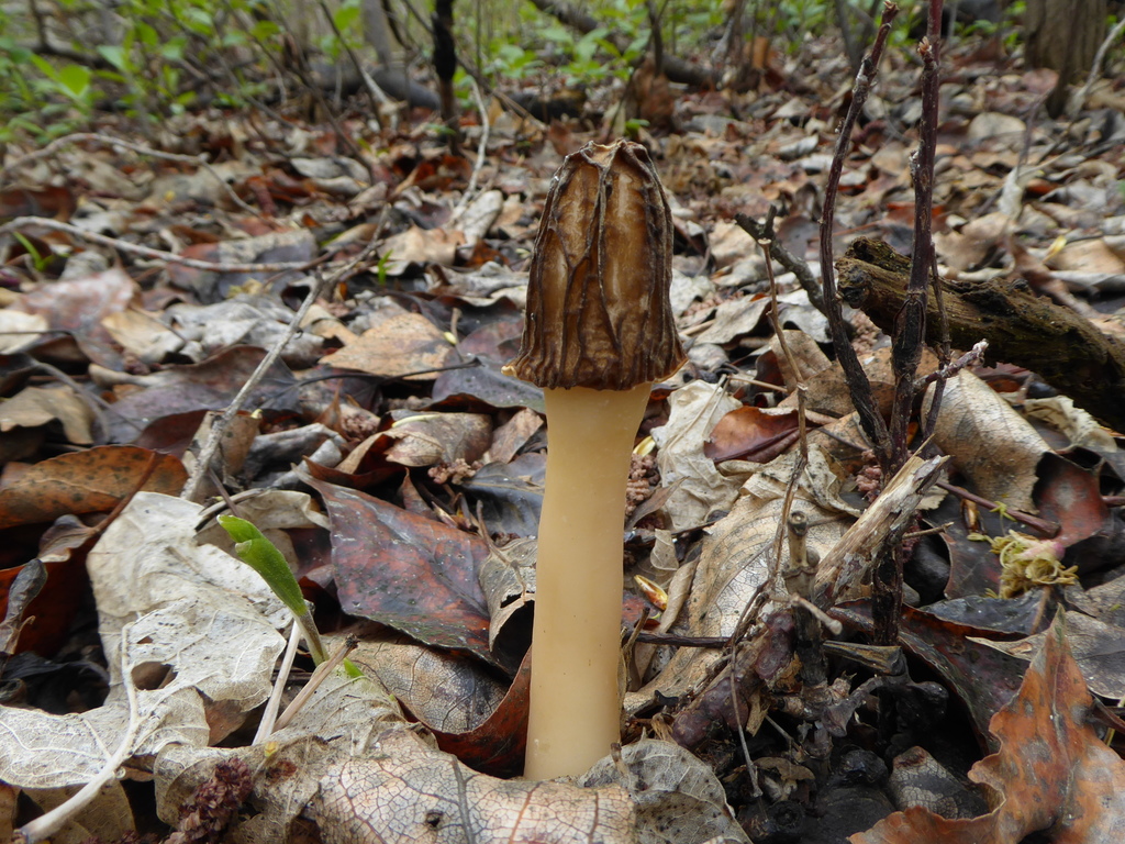 wrinkled thimble morel in May 2019 by Le Faive. ?? · iNaturalist