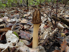 Morchellaceae