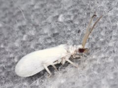 Coniopteryx maculithorax