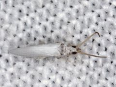 Coniopteryx maculithorax