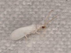Coniopteryx maculithorax