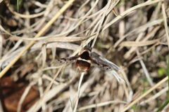 Bombylius pygmaeus