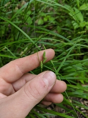 Carex virescens